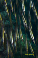 Razorfish @ Moalboal 